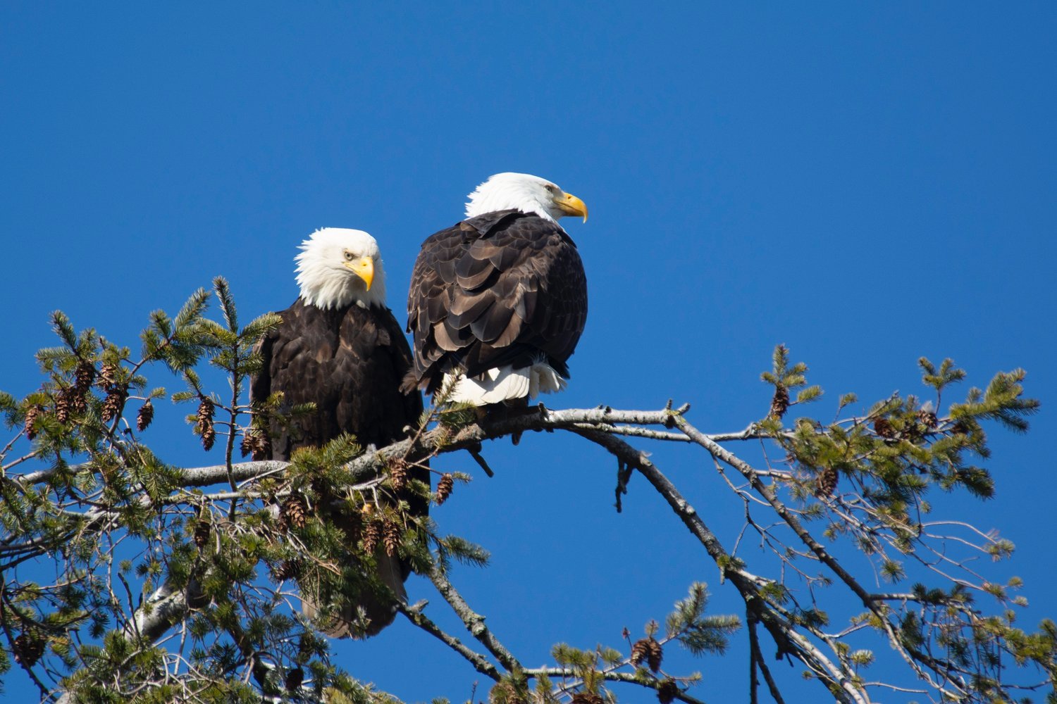 Viewing bald eagles that congregate in the Upper Delaware wintering areas has become a popular wildlife-watching activity. Well-marked viewing sites are located on the river in Narrowsburg and Minisink Ford, NY, and in Lackawaxen, PA.